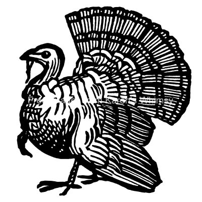 Free Turkey Clip Art 15