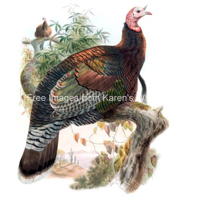 Free Turkey Clip Art 4