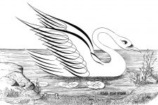 Calligraphy Art 3 - Swimming Swan