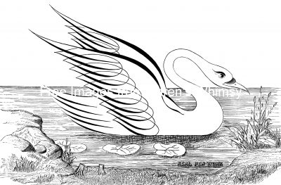 Calligraphy Art 3 - Swimming Swan