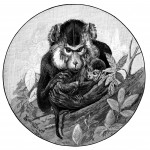 Monkey Images 3 - Rocking a Baby Monkey to Sleep