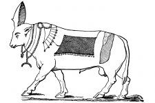Egyptian Symbols 9 - Bull Apis