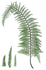 Drawings of Ferns 2 - Soft Prickly Shield Fern