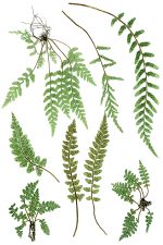 Drawings of Ferns 3 - Sea Spleenwort
