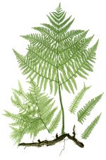 Drawings of Ferns 7 - Common Brakes Fern
