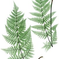 Drawings of Ferns