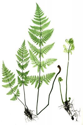 Drawings of Ferns 1 - Prickly Toothed Buckler
