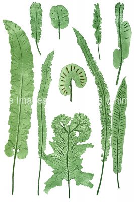 Drawings of Ferns 8 - Common Harts Tongue Fern