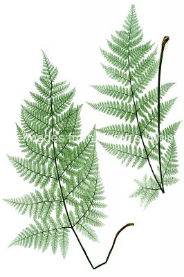 Drawings of Ferns 9 - Broad Prickly Toothed Buckler