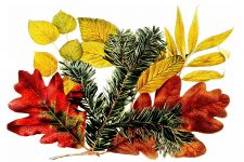 Fall Leaf Clipart 1