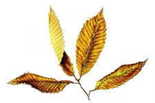 Fall Leaf Clipart 11