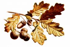 Fall Leaf Clipart 12