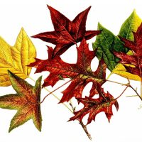 Fall Leaf Clipart