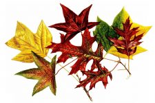 Fall Leaf Clipart 4