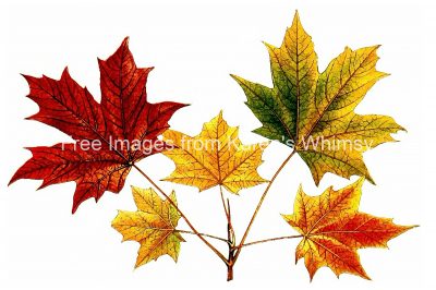 Fall Leaf Clipart 6