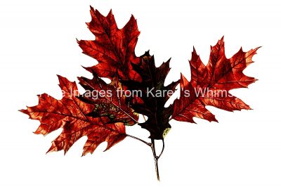 Fall Leaf Clipart 9
