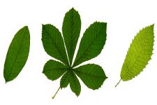Leaf Clipart 1