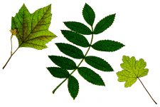 Leaf Clipart 6