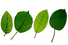 Leaf Clipart 7