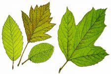 Leaf Clipart 9