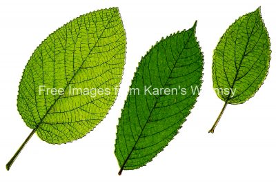 Leaf Clipart 10