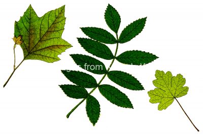 Leaf Clipart 6