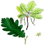 Clipart of Leaves 10