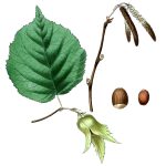 Clipart of Leaves 4