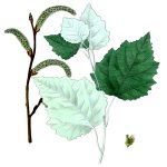 Clipart of Leaves 5