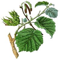 Clipart of Leaves