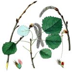 Clipart Of Leaves 8