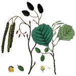 Clipart of Leaves 9