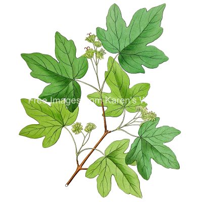 Clipart of Leaves 1