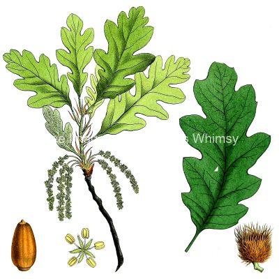 Clipart of Leaves 12