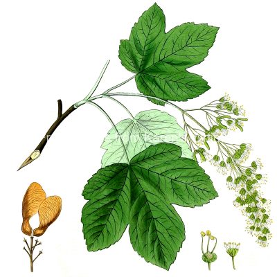 Clipart of Leaves 2