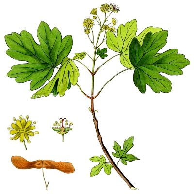 Clipart of Leaves 3