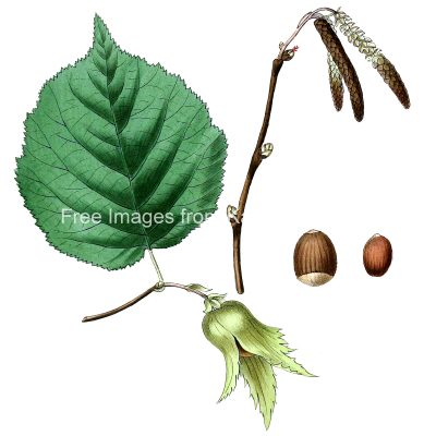Clipart of Leaves 4