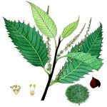 Leaves Clipart 12