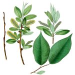 Leaves Clipart 6