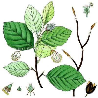 Leaves Clipart 11
