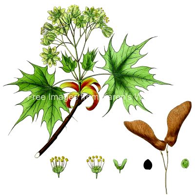 Leaves Clipart 3