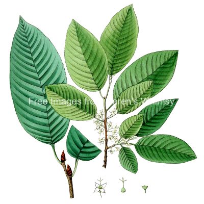 Leaves Clipart 4