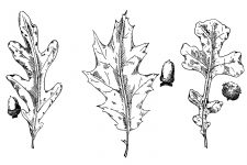 Black and White Leaf Clipart 1