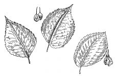 Black and White Leaf Clipart 11