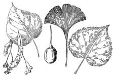 Black and White Leaf Clipart 12