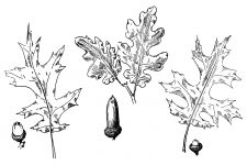 Black and White Leaf Clipart 2