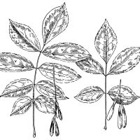 Black and White Leaf Clipart