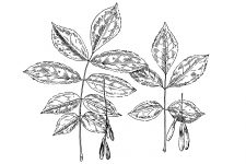 Black and White Leaf Clipart 4