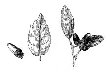 Black and White Leaf Clipart 5