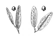 Black and White Leaf Clipart 6